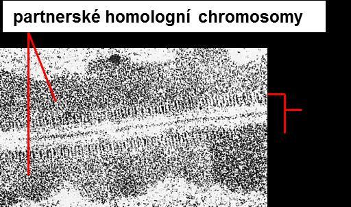 Meioza 5 stádií: profáze I i) leptotene chromosomy přichyceny k