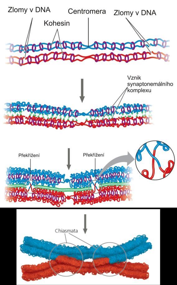 iii) pachytene homologické části partnerských chromosomů drženy