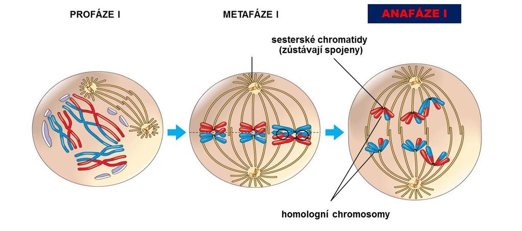 Meioza anafáze I Separace homologních chromosomů (zanikají tetrády)