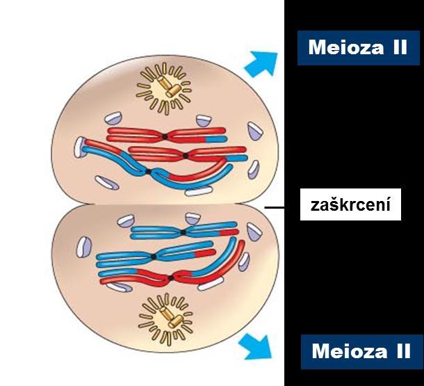 Meioza telofáze I a cytokineze Chromosomy pokračují v rozestupu a dosahují pólů Každý chromosom je stále tvořen dvěma