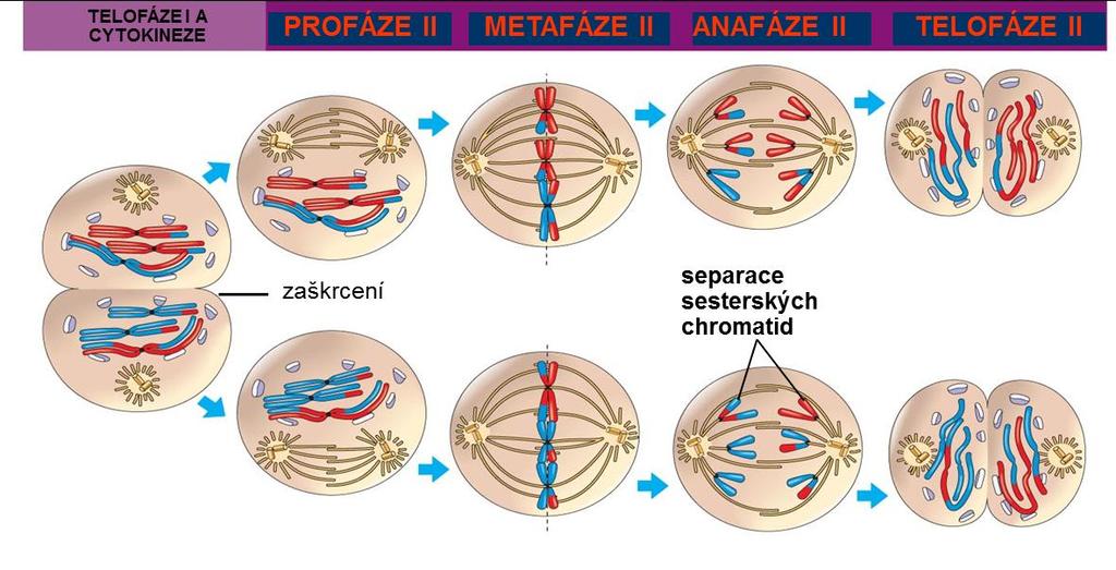 Meioza meiosa II Tvorba dělího aparátu Chromosomy (dvě sesterské chromatidy) kondenzované Sesterské chromatidy odděleny a transportovány k pólům Chromosomy (chromatidy) na opačných pólech Rozpad