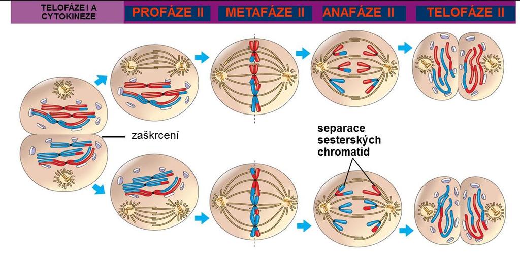 Meioza meiosa II Tvorba dělího aparátu Chromosomy (dvě sesterské chromatidy) kondenzované Sesterské chromatidy odděleny a transportovány k pólům Chromosomy (chromatidy) na opačných pólech Rozpad