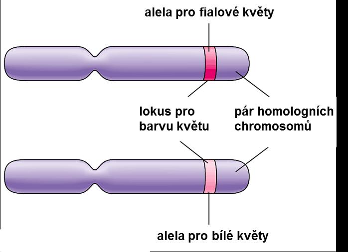 Mendelovská dědičnost důležité termíny: Genom kompletní genetický materiál daného organismu Alely alternativní formy téhož genu (dvě alely v diploidním organismu) Homozygot pár identických alel