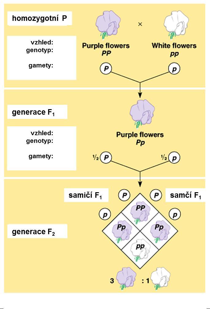 Mendelovská dědičnost model dědičnosti pro dvě alely jednoho genu homozygotní linie nesoucí dominantní alelu (P), která se na rozdíl od recesivní alely (p) projeví hybridizace 1.