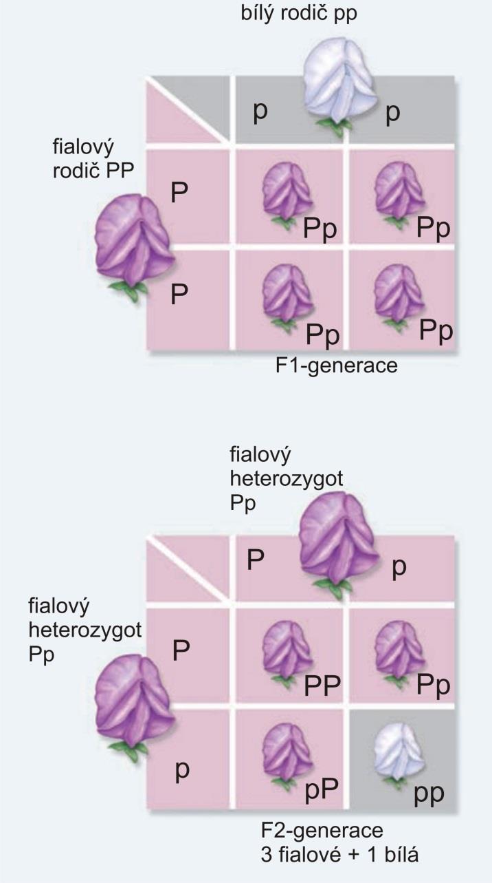 Mendelovská dědičnost model dědičnosti pro dvě alely jednoho genu Punnettův čtverec Heterozygotní rodiče fialoví (determinováno dominantní alelou P)