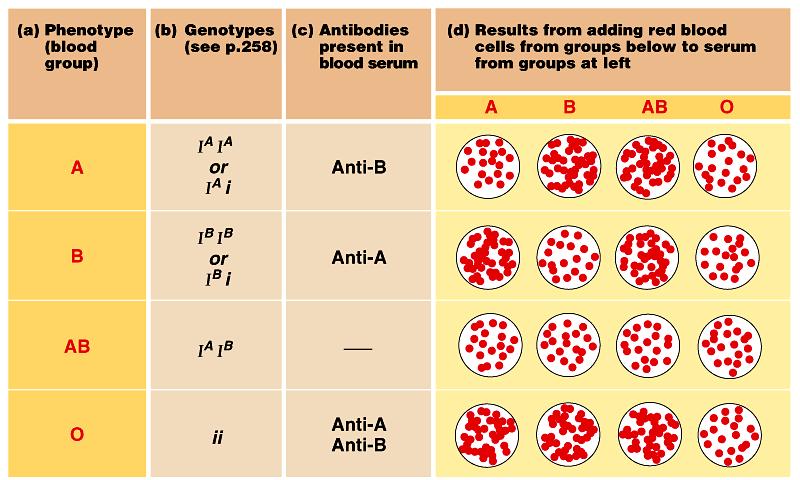 Mendelovská dědičnost Kodominance a vícealelové systémy speciální případy Případ dědičnosti krevních skupin: 3 alely pro dědičnost krevních skupin: Alela I A - antigen A na povrchu erythrocytů -