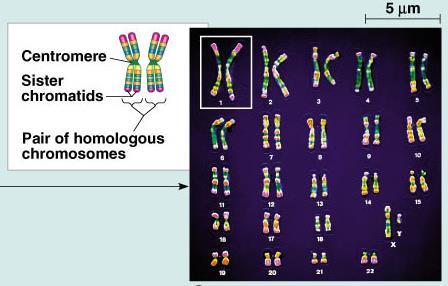 Pohlavní rozmnožování a dědičnost v důsledku náhodné kombinace genů (chromosomů rodičů) při oplození se potomek vzhledem liší od rodičů i sourozenců Homo sapiens sapiens centromera sesterské