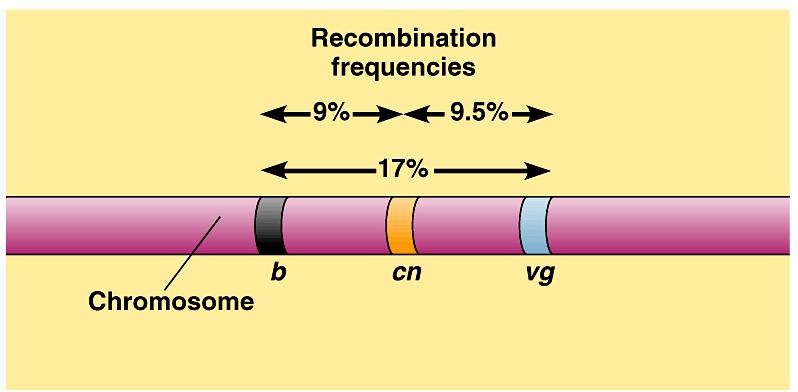 Chromosomální základ dědičnosti Morganovy zákony 1. Geny jsou lineárně uspořádány v chromosomech. 2. Geny jednoho chromosomu tvoří vazebnou skupinu.