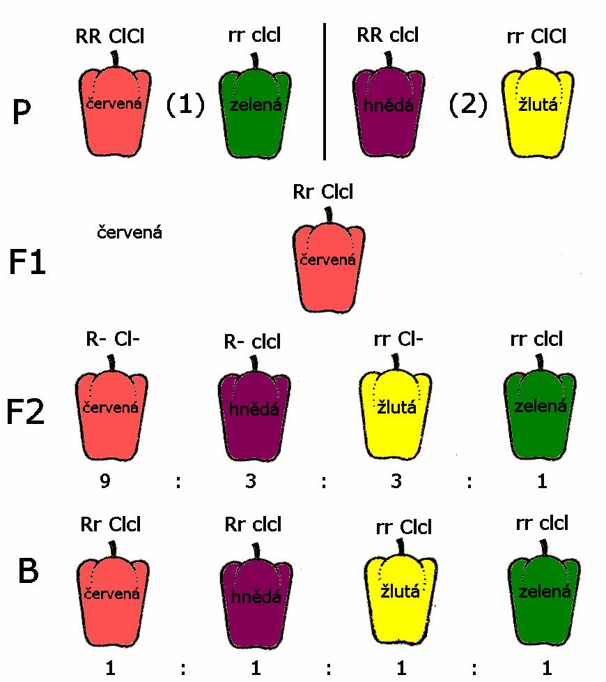 Genové interakce interakce bez změny štěpných poměrů 9:3:3:1 reciproká interakce oba geny se projevují samostatně, interakce až na úrovni fenotypu Barva plodu papriky: x x Alely: R červený pigment