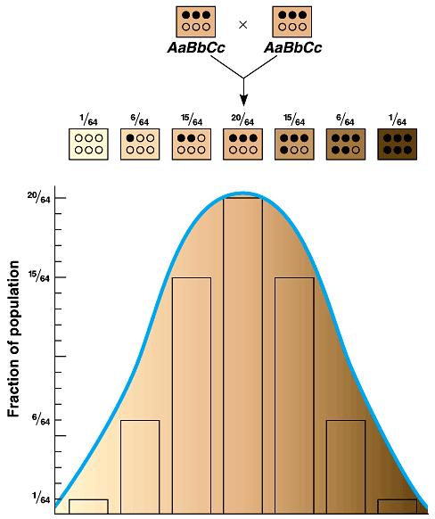 Genové interakce polygenní dědičnost Zjednodušený model polygenní dědičnosti barvy kůže 3 geny: - alely A, B, C tmavá kůže (v obr. černé tečky bez rozlišení alel) - alely a, b, c světlá kůže (v obr.