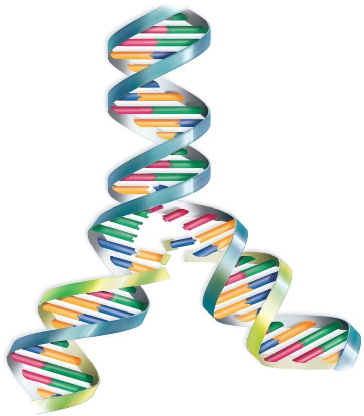 C 3 OH 5 konec C 2 H G 2 C P 3 konec Nový řetězec syntetizován na základě komplementarity bazí Nerozbalené dvojšroubovice DNA oblast probíhající replikace Replikaci katalyzuje DNA polymerasa (v