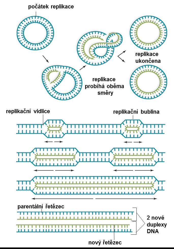 Molekulární biologie Replikace Prokaryota jeden počátek replikace na cirkulárním chromosomu jedna replikační bublina rostoucí oběma směry Eukaryota mnoho počátků