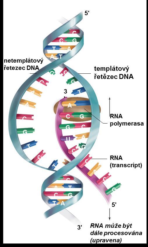 Molekulární biologie Transkripce Genetická informace je přepsána (transkribována) do sekvence RNA Přepis začíná sestavením komplexu RNA polymerasy na promotoru genu a oddělením vláken DNA (promotor: