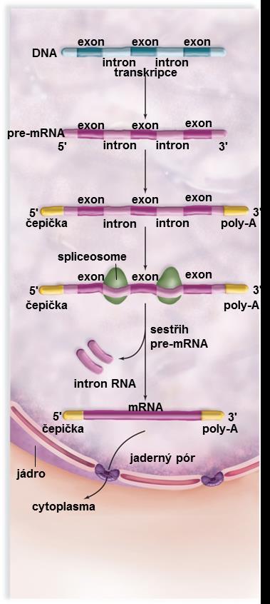 Molekulární biologie Transkripce Prokaryota mrna je v podstatě připravena na translaci bez úprav možnost kontinuální polycistronní mrna: transkripce operonu (tandemně uspořádané kódující sekvence