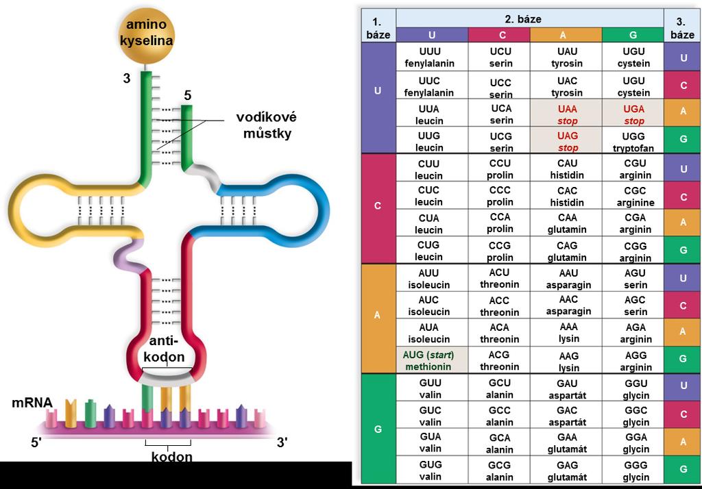 Molekulární biologie Translace na ribosomu prerekvizity: ribosomy, mrna, trna, energie, aminokyseliny a info o jejich pozici molekula trna má 2 vazebná místa: antikodon (vodíkové můstky,