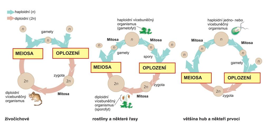 Pohlavní rozmnožování a dědičnost Časový nástup meiozy