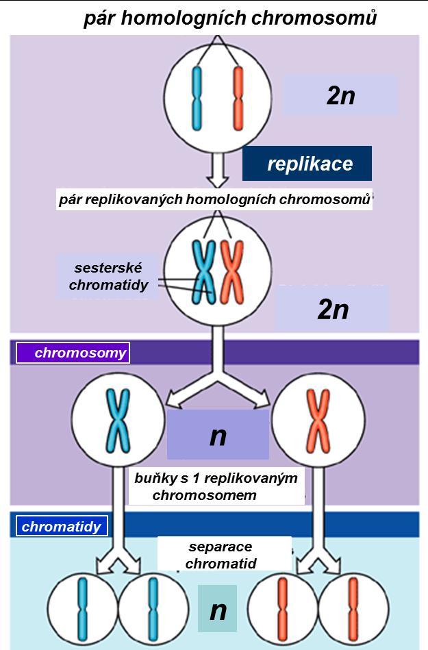 Meioza redukční dělení (redukce počtu chromosomů a separace sesterských chromatid) předchází jí replikace