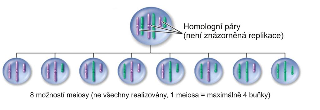 Meioza 1 pár homologních chromosomů = 2 možnosti...... 2 páry homologních chromosomů = 4 možnosti...... 3 páry homologních chromosomů... 23 párů chromosomů = 2 23 = 8 388 608 možnosti.