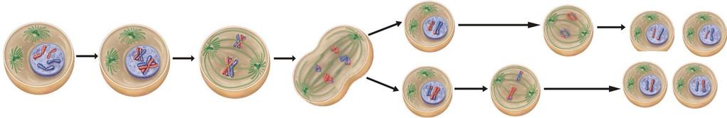 telofáze První dělení: meioza I tzv.