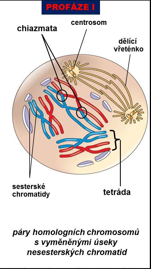 Meioza profáze I může představova více než 90% času trvání meiozy Kondenzace chromosomů Mizí jadérka Vznikají kinetochory Párování homologních chromosomů a vznik synapsí (těsný podélný kontakt)