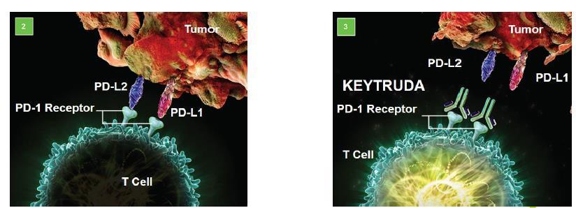PD-1 léčba nádorového onemocnění Keytruda(Pembrolizumab) humanizovaná terapeutická protilátka používaná k léčbě nádorového onemocnění Mechanismus účinku: váže se a blokuje PD1 receptor (programmed