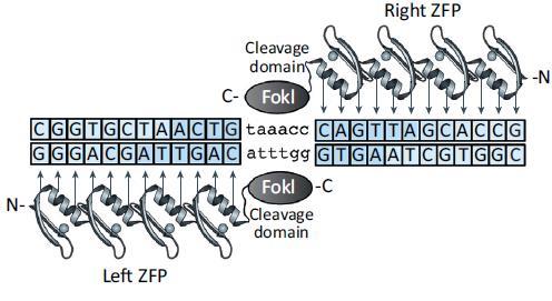 programovatelné nukleázy Zinc Finger Nucleases Cys2-His2 zinc-finger doména Umělé seřazení 3-6 Zinc-fingers (9 18 bp) C-terminální fúze