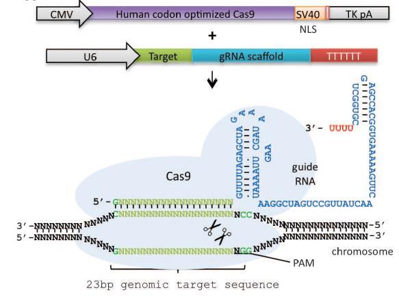CRD obsahuje moduly s vysoce homologní repeticemi o 34 aminokyselin Specificita vazby na DNA je determinována aminokyselinami 12 and 13