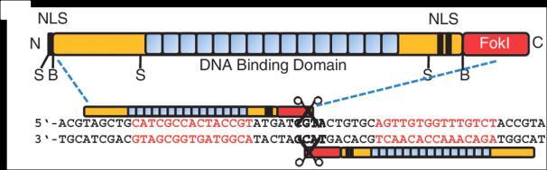 (CRISPR) CRISPR RNAs (crrnas) vytváří komplex s CRISPR-asociovaným proteinem (Cas) Modulární kompletace dovoluje efektivní a