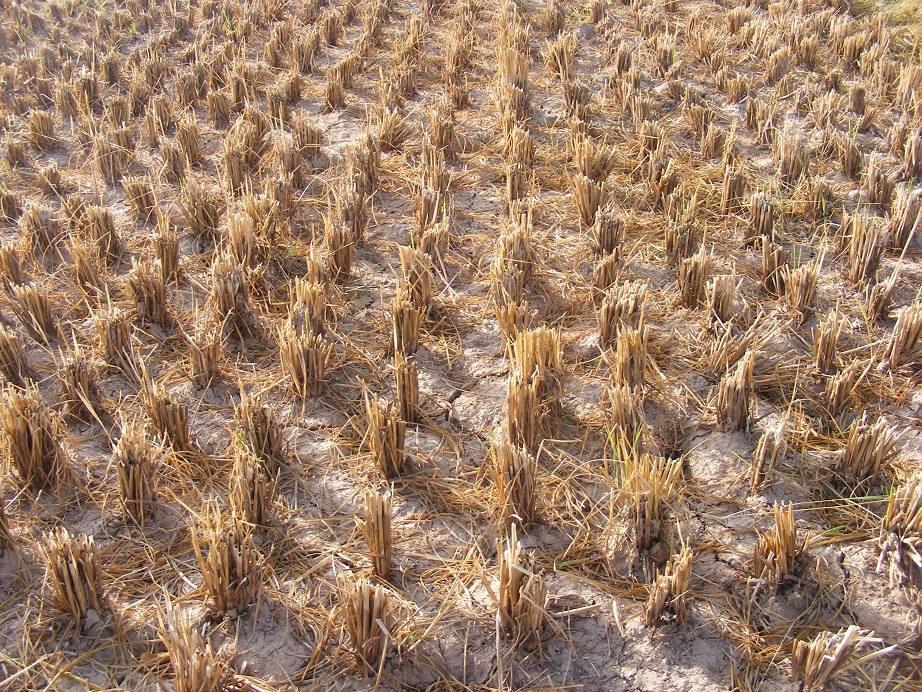 Závěr V roce 2016 jsme rozšířili projekt Podpora farmaření a spustili jsme dva nové projekty Grantová soutěž a Mikropůjčka pro podnikání.
