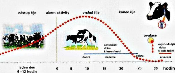 Příznaky a stupně říje Příznaky Stupeň říje Slabá Střední Silná Zčervenání poševní sliznice obtížně rozpoznatelné málo výrazné výrazné Zduření stydkých pysků obtížně rozpoznatelné málo výrazné