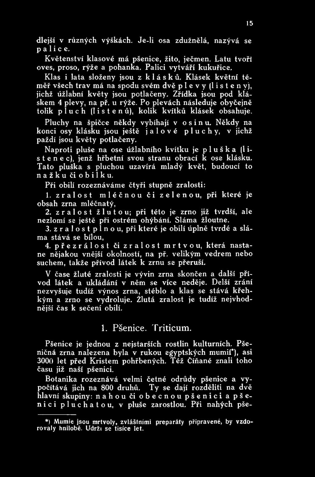 Naproti pluše na ose úžlabního kvítku je p 1 u š k a (1 i- s t e n e c), jenž hřbetní svou stranu obrací k ose klásku. Tato pluška s pluchou uzavírá mladý květ, budoucí to nažku či obilku.