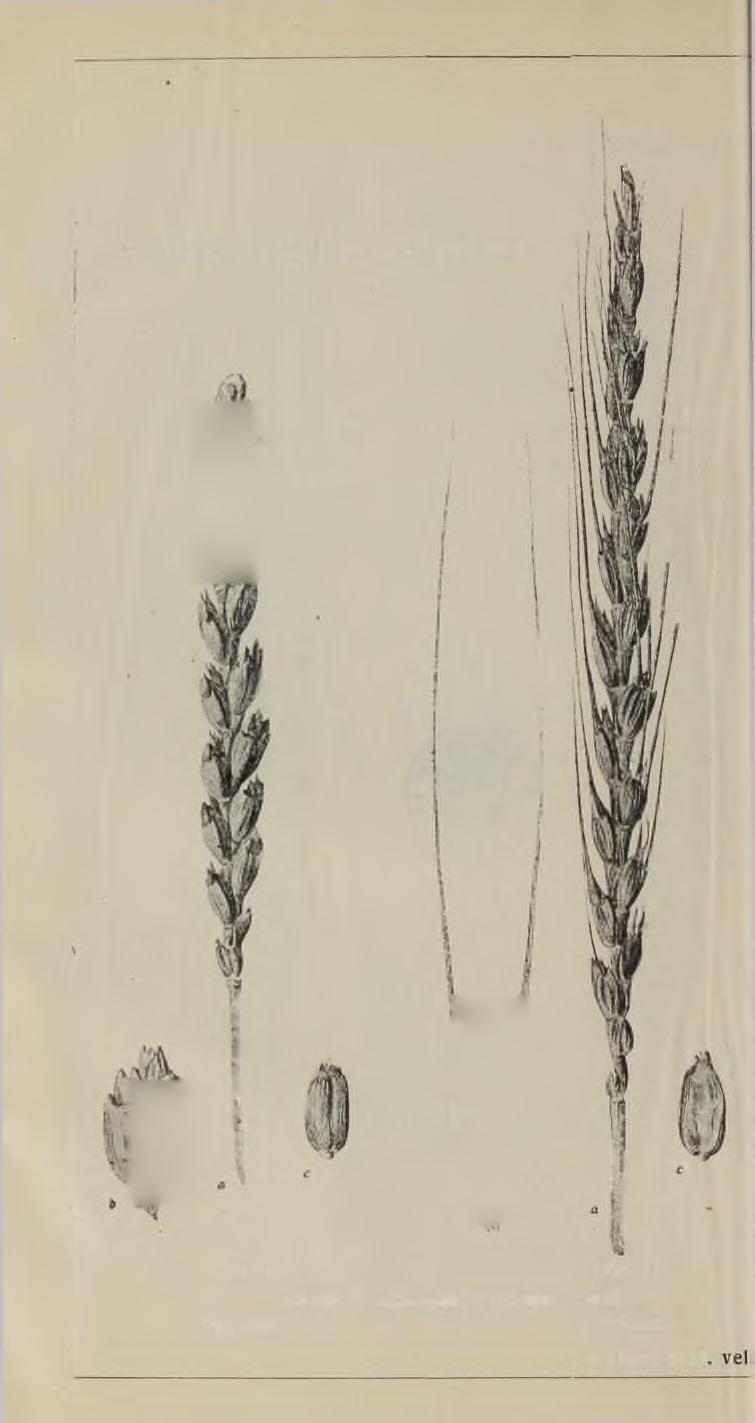 TABULKA III. Pluchaté pšenice.