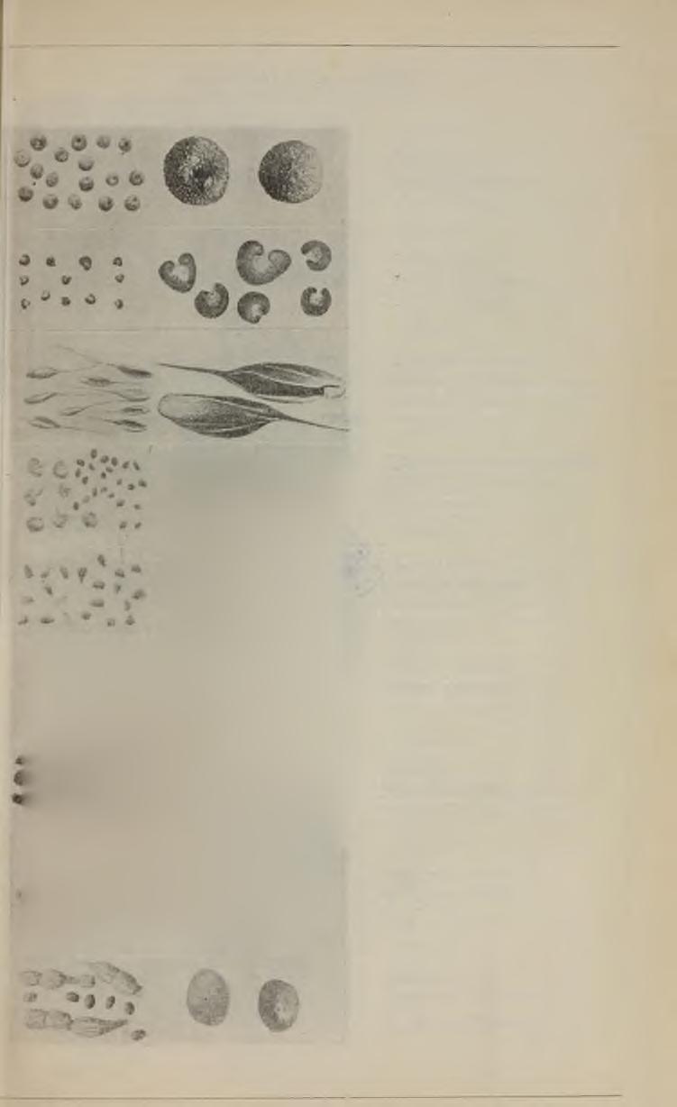 TABULKA Ví. Plevele. Obr. 40. Svízel trojrohý.
