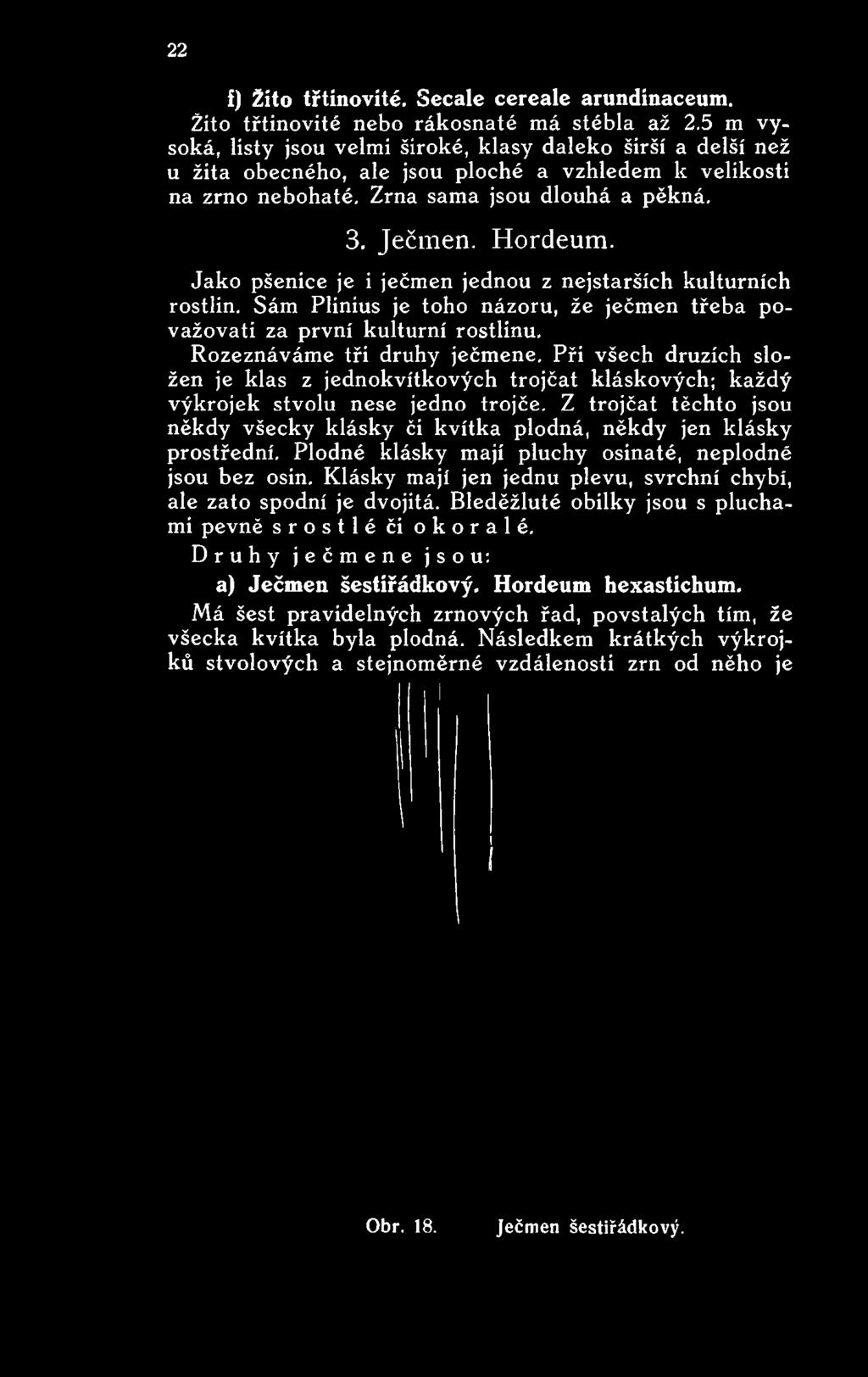 Při všech druzích složen je klas z jednokvítkových trojčat kláskových; každý výkrojek stvolu nese jedno trojče.