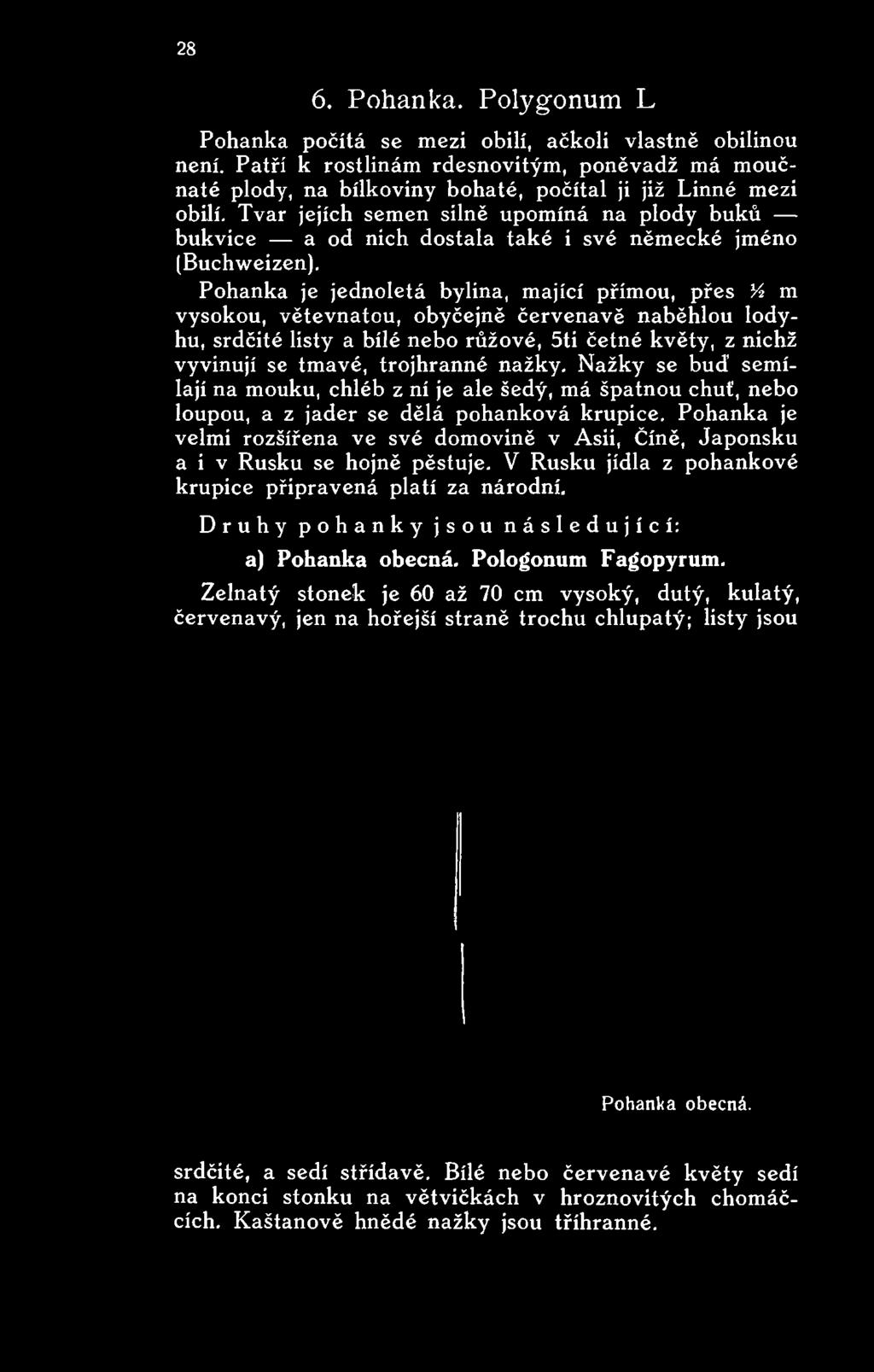 5ti četné květy, z nichž vyvinují se tmavé, trojhranné nažky.