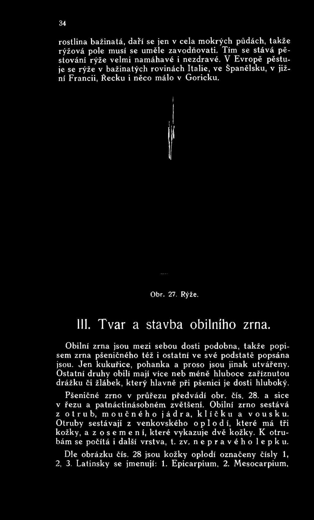 Obilní zrna jsou mezi sebou dosti podobna, takže popisem zrna pšeničného též i ostatní ve své podstatě popsána jsou.