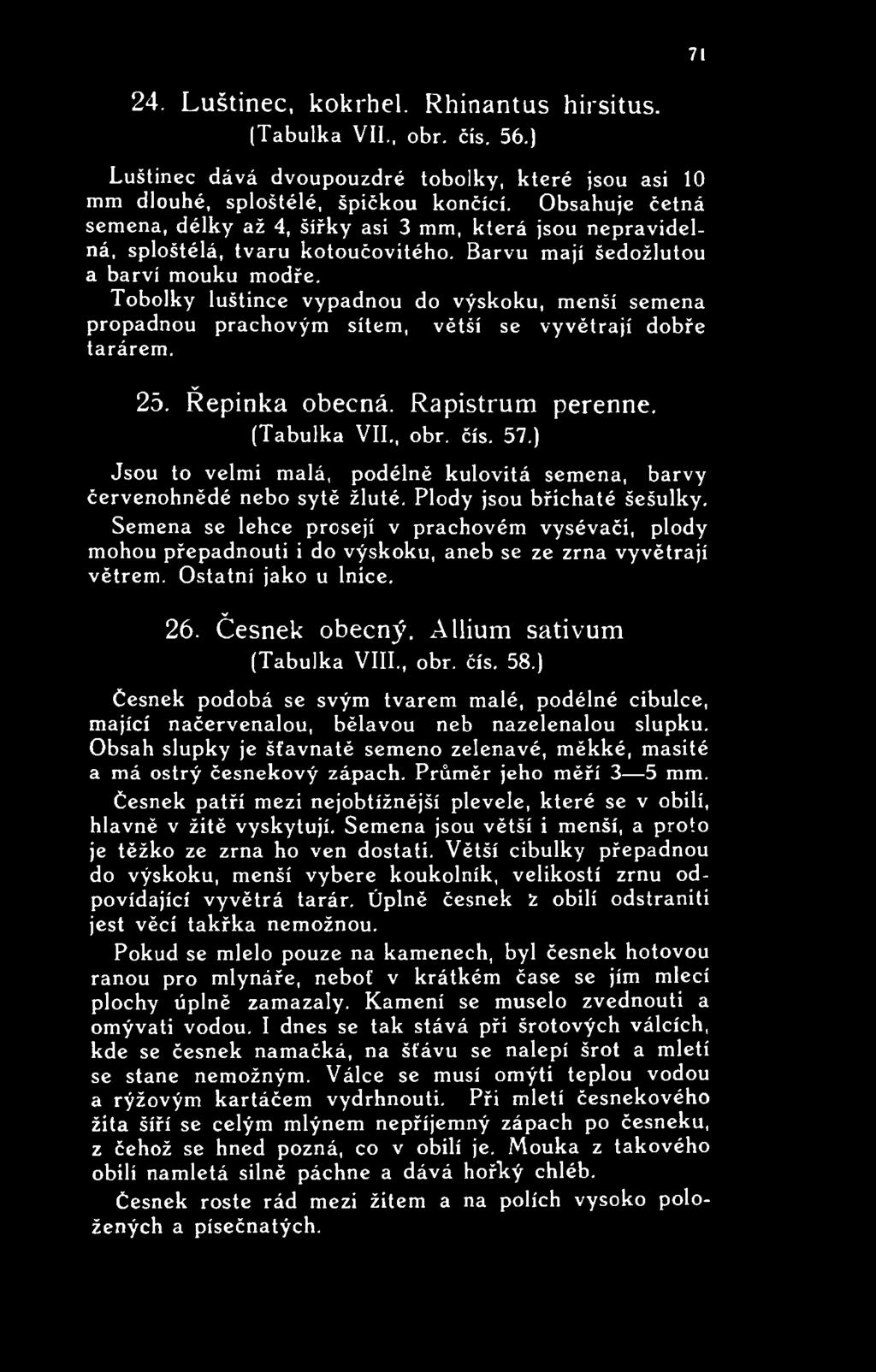 Semena se lehce prosejí v prachovém vysévači, plody mohou přepadnouti i do výskoku, aneb se ze zrna vyvětrají větrem. Ostatní jako u lnice. 26. Česnek obecný. Allium sativum (Tabulka VIII., obr. čís.