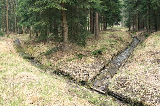 možnou obnovu ohrožených biotopů saproxylofágů. Je třeba už konečně začít aktivně chránit a obnovovat ohrožené biotopy. A musíme přitom použít velmi radikální metody, tj.