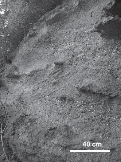 23 jsou místy až 5 mm dlouhé. Dále se zde vyskytují úlomky granitoidních a sedimentárních hornin (kulmské prachovce, jílovce a limonitem obohacené křemenné pískovce).