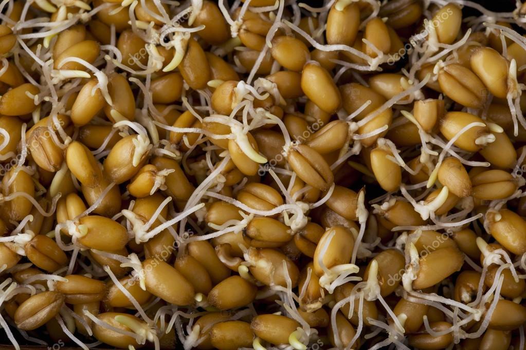 Alternativní plodiny Naklíčená zrna Úprava semen luštěnin, obilovin a olejnin klíčením je způsob, jak zvýšit stravitelnost, zvýšit množství využitelných vitaminů a enzymů a snížit množství