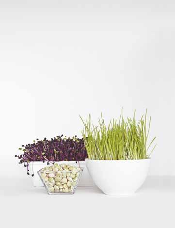 cago sativa), ředkve seté - ředkvičky BIO (Raphanus sativus, Daikon), mungo fazole BIO (Vigna radiata) Směs semen na klíčení BIO - brokolice, ředkev červená, jetel 200 g Složení: Semena brokolice BIO