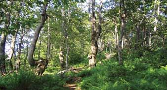 ZOZN ZNAM BIOTOPO OPOV EURÓPSKEHO VÝZNAMU V ÚZEMÍ Typ biotopu opu Kód NATURA 2000 (* prioritné biotopy) Sladkovodné biotopy Horské vodné toky a bylinná vegetácia pozdĺž ich brehov 3220 Prirodzené a