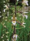 (* prioritné druhy) Cypripedium calceolus *Campanula serrata *Rosalia alpina Cucujus