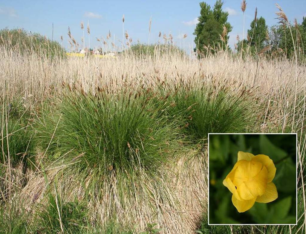 Botanický inventarizační průzkum Přírodní památky Uherčická louka Ester Ekrtová 1,2 & Libor Ekrt 1,2 2008 1 Katedra botaniky, Přírodovědecká fakulta, Jihočeská