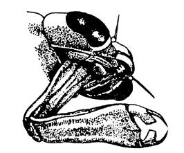 Neurohypofýza savců a) produkuje oxytocin a antidiuretický hormon b) produkuje parathormon a oxytocin c) produkuje thyreotropin a adrenokortikotropní hormon d) neprodukuje žádný hormon, ale jsou do