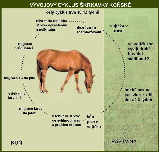 Obrázek č. 2: Vývojový cyklus škrkavky koňské (www.equichannel.cz). 6.2.2 Řád Oxyuridae = roupi U roupů je výrazný pohlavní dimorfismus. Samec je mnohem menší než samice.