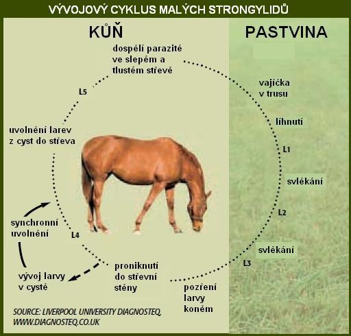 Hostitelem malých strongylidů je kůň a jiní lichokopytníci. Projevy napadení malými strongylidy jsou různé. Kůň může trpět průjmem. Často se projevují známky infekce.