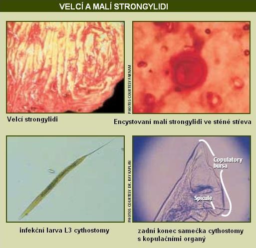 V předchozích letech byl S. vulgaris a S. edentetus u koní častý, naproti tomu S. equinus poněkud vzácný (ROMMEL a kol.