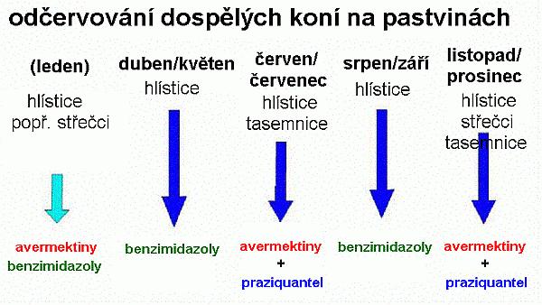 Preventivně se doporučuje odčervovat v těchto intervalech: - březí klisny: parazité se mohou dostat do těla hříběte také intrauterinně nebo laktogenně, odčervení klisny měsíc před porodem a potom 1x
