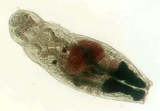 výsledky: Cysteine-like peptidolytická aktivita v ESP a frakcích cerkárií T.